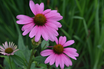 Gorgeous Flowering Echinacea Blossoms in a Garden