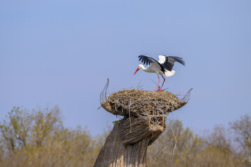 A White Stork approaching a nest on the roof of a hut