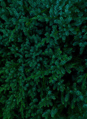 Fototapeta na wymiar dark green background with coniferous branches