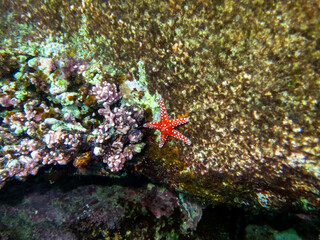 Small red starfish at the bottom of a coral reef in the Red Sea