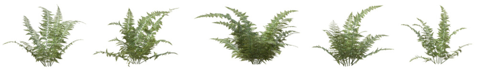 Obraz premium Set of Microlepia Angustipinna plant or Fern with isolated on transparent background. PNG file, 3D rendering illustration, Clip art and cut out