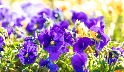 Purple violet viola flowers close up on garden flower bed. Pansy flowers on sunny blurred backdrop.