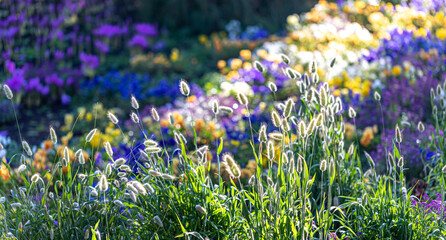 Bright blurred flower bed violet and yellow flowers with grass on foreground in garden. Soft focus.