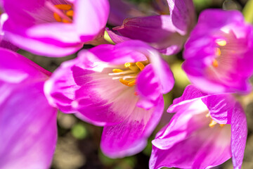 Beautiful gentle pink crocuses close up. Top view. Horizontal format. Selective focus.