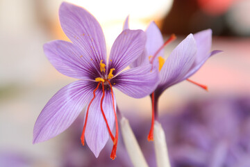 Fleur de safran ( crocus sativus) 