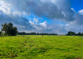 Cattle on a pasture and dramatic sky