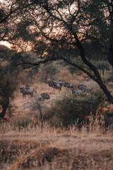 Obraz na płótnie Canvas Wildlife group of wildebeest in Namibia during sunrise, golden hour