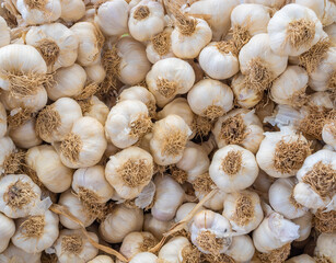 Lots of garlic bulbs background, Large harvest of garlic - agricultural plant. Immunity booster. Bio product, environmentally friendly product