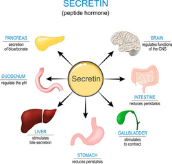 Secretin hormone