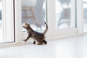 Little cute kitten explores the space in house, looks out window. Pets content