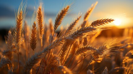 Golden wheat fields in the setting sun double exposure photo
