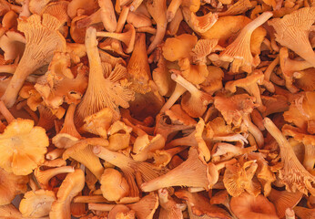 Close up of chanterelle mushrooms in a pile. Top view.