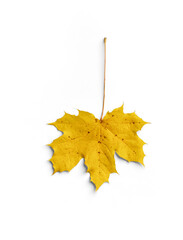 Maple Autumn Leaf