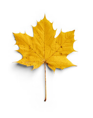 Maple Autumn Leaf