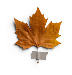 Maple Autumn Leaf with Tape