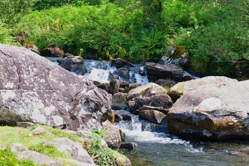 stream in the forest