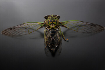 North America Lyric Cicada