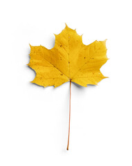Maple Autumn Leaf