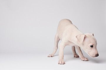 Portrait of cute Italian Greyhound puppy isolated on white studio background. Small beagle dog...