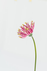 Beautiful pink gerber flower on white background. Aesthetic minimal floral composition