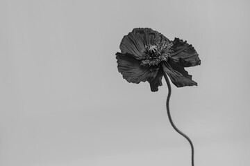 Black and white, monochrome. Elegant poppy flower on neutral background. Aesthetic floral simplicity composition. Close up view flower