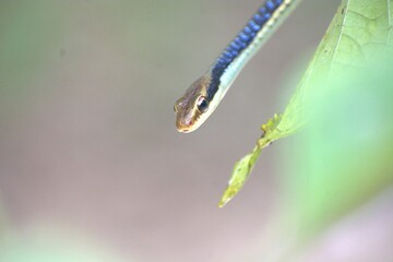 Painted Bronzeback Snake on a Leaf, snake, leaf, camouflage, reptile, nature, rainforest, tropical, South Asia, Dendrelaphis pictus, Dendrelaphis tristis, Dendrelaphis caudolineatus, Chironius