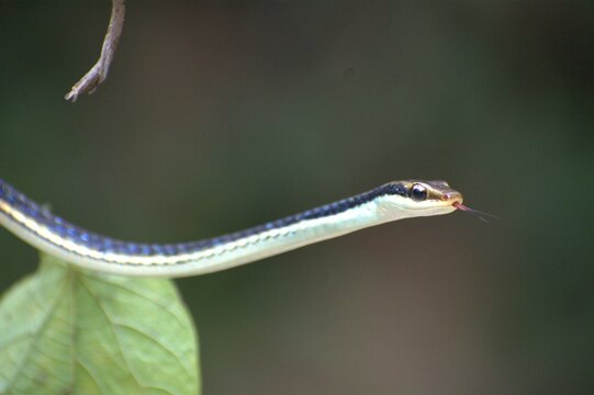 Painted Bronzeback Snake on a Leaf, snake, leaf, camouflage, reptile, nature, rainforest, tropical, South Asia, Dendrelaphis pictus, Dendrelaphis tristis, Dendrelaphis caudolineatus, Chironius