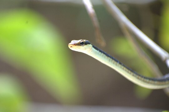Painted Bronzeback Snake on a Leaf, snake, leaf, camouflage, reptile, nature, rainforest, tropical, South Asia, Dendrelaphis pictus, Dendrelaphis tristis, Dendrelaphis caudolineatus, Chironius