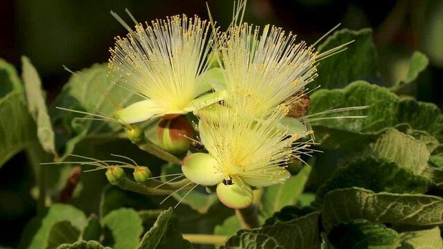 Pequi (caryocar brasiliense) flowers with pollinating native bees in selective focus