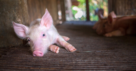 A portrait of a cute small piglet cute newborn flop on the pig farm with other piglets.Pig Breeding farm in swine business in tidy and  indoor © NARONG