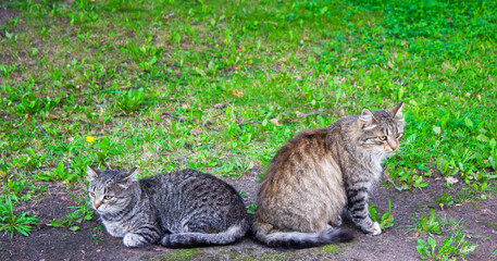 Two cats on the grass. Homeless cat sits on the grass in the park.