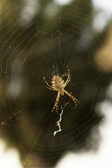 Argiope lobata spider on its web