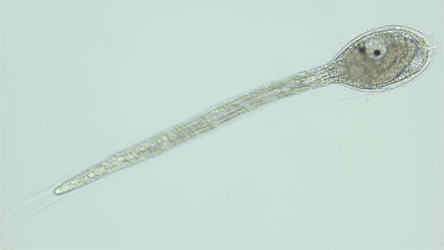 Larva of sea squirts Halocynthia pyriformis under microscope, class Ascidiacea. Larva is similar to a tadpole and has a notochord, Chordata. White sea