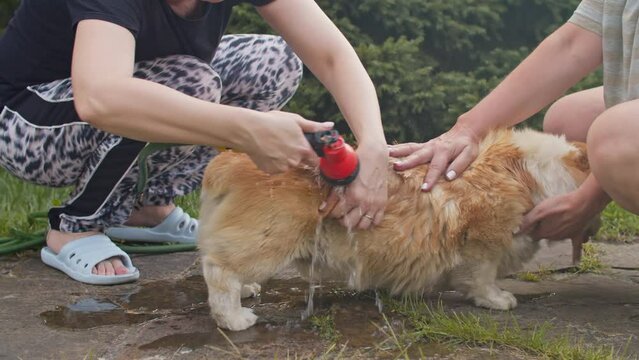 A corgi dog is washed by two women with a garden hose in the street
