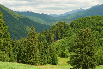 Unendlicher Wald-Blick von der Buchenbergalm, Halblech, Allgäu, Bayern