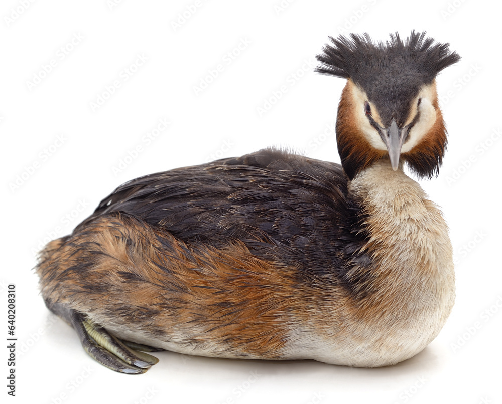 Sticker one grebe duck.