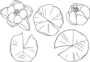 A set of water lilies with leaves, top view. Separate elements on a white background. Linear freehand drawing, vector. For high quality printing on clothing and objects. From the ZODIAC collection - obrazy, fototapety, plakaty