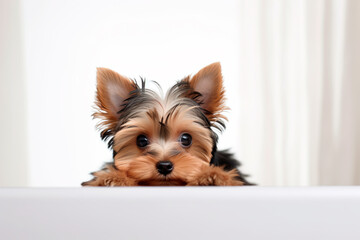 Yorkshire terrier shepherd dog on a white isolated background
