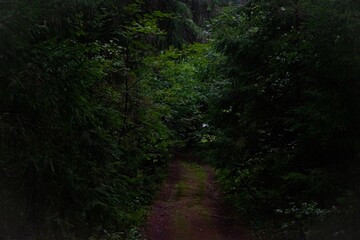 Gloomy forest trail in cloudy weather