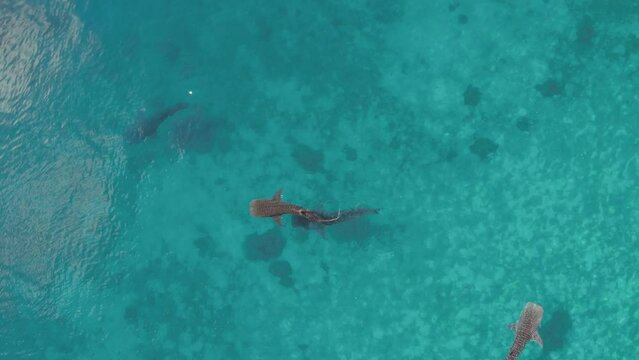 Aerial Drone footage of Whale shark swimming in ocean Oslob, Cebu, Philippines