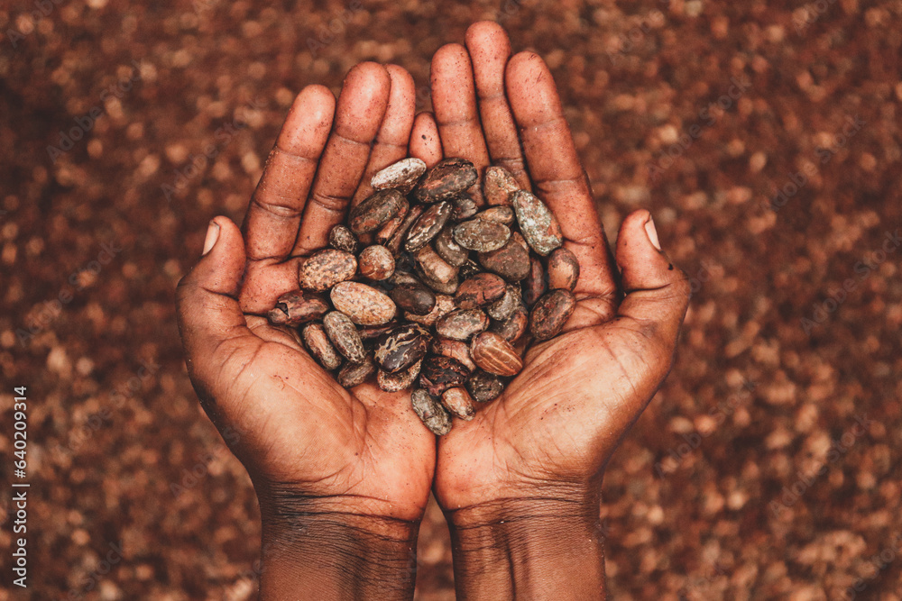 Wall mural lady holding cocoa beans in her hand. cocoa beans in the background. cocoa beans harvesting process.