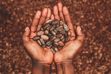 Lady holding cocoa beans in her hand. Cocoa beans in the background. Cocoa beans harvesting process.
