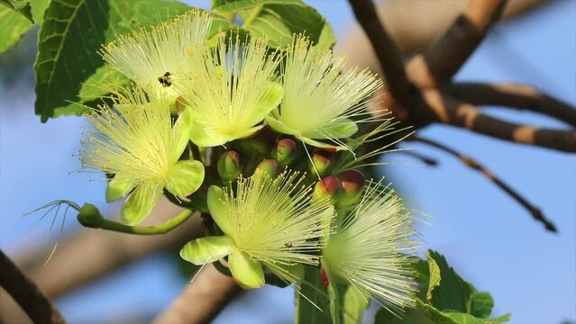Pequi (caryocar brasiliense) flowers with pollinating native bees in selective focus