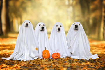 group of dogs in ghost costumes posing for Halloween outdoors in autumn - obrazy, fototapety, plakaty