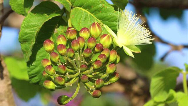 Pequi (caryocar brasiliense) flowers with pollinating native bees in selective focus