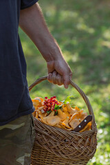 Noble, edible chanterelle mushrooms. A mushroom picker man collects chanterelles in a birch forest. A beautiful wicker basket with mushrooms in the hands of a man.