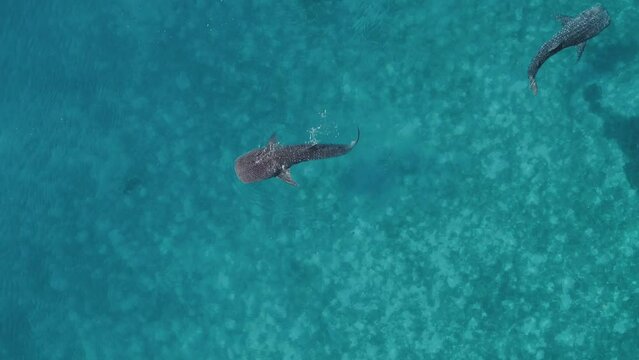 Aerial Drone footage of Whale shark swimming in ocean Oslob, Cebu, Philippines