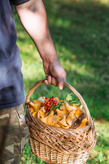 Noble, edible chanterelle mushrooms. A mushroom picker man collects chanterelles in a birch forest. A beautiful wicker basket with mushrooms in the hands of a man.