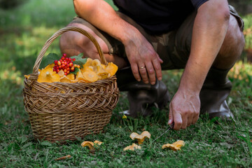 Noble, edible chanterelle mushrooms. A mushroom picker man collects chanterelles in a birch forest. Beautiful texture of nature background at dawn.