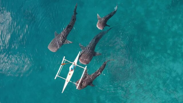 Aerial Drone footage of Whale shark swimming in ocean Oslob, Cebu, Philippines